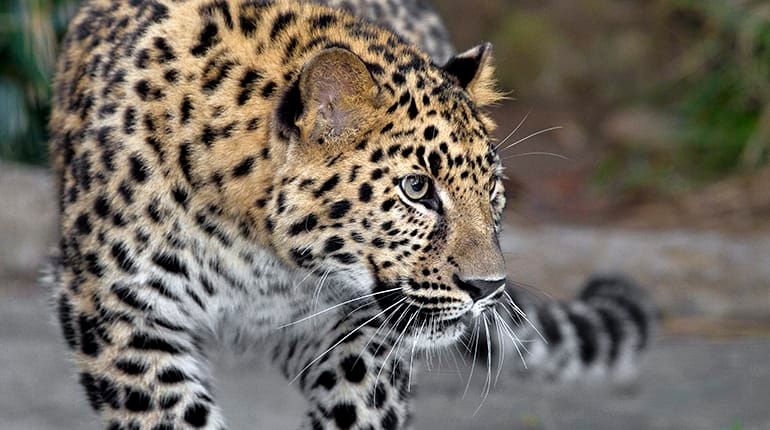 The Highly Adaptable Amur Leopard